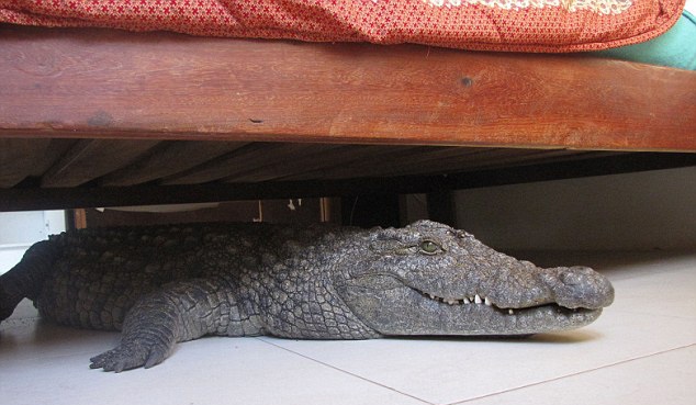 Phat hien ca sau duoi gam giuong hinh anh