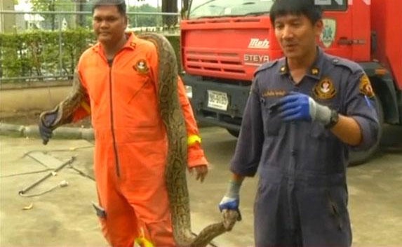 Nhan vien cuu hoa Thai Lan bat hang nghin ran moi nam hinh anh