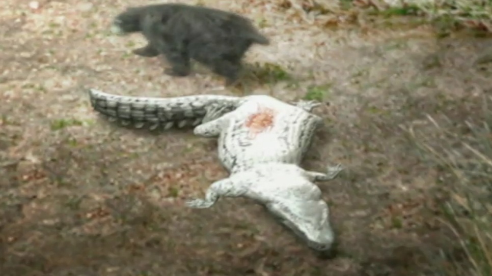 Gau ha guc sat thu dam lay hinh anh