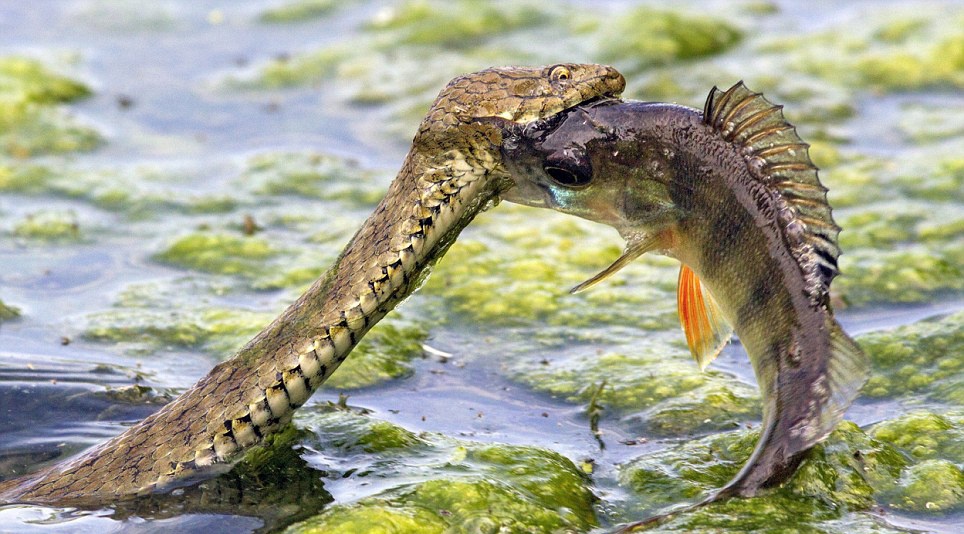 Ran lao len mat nuoc dop ca hinh anh