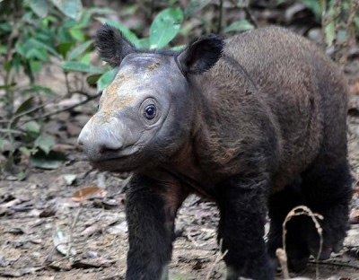 Phat hien loai te giac la song cach 6 trieu nam hinh anh