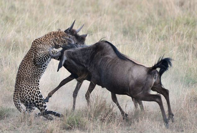 De me quyet sinh tu voi bao de bao ve con hinh anh