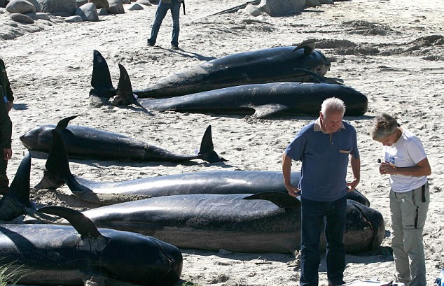 22 con ca voi phoi xac tren bien hinh anh