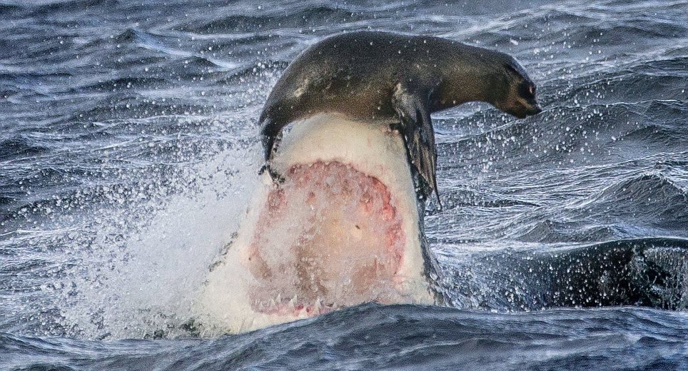 Hai cau 'lam xiec' tren mieng sat thu dai duong hinh anh