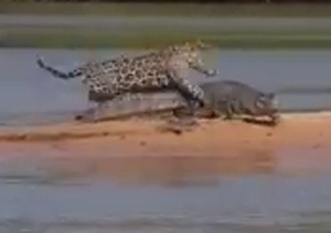 Bao dom ha guc sat thu dam lay bang don hiem hinh anh