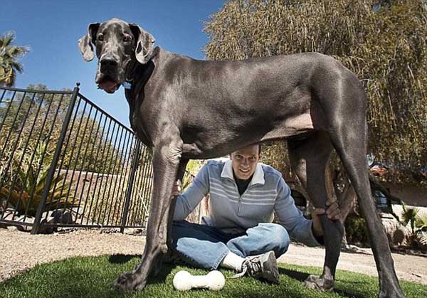 Chu cho cao nhat the gioi qua doi hinh anh