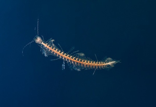 Phat hien loai giap xac cuc doc dau tien hinh anh