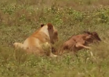 Su tu xoi tai linh duong hinh anh