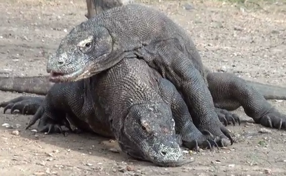 Rong Komodo tung don hiem, can xe nhau hinh anh