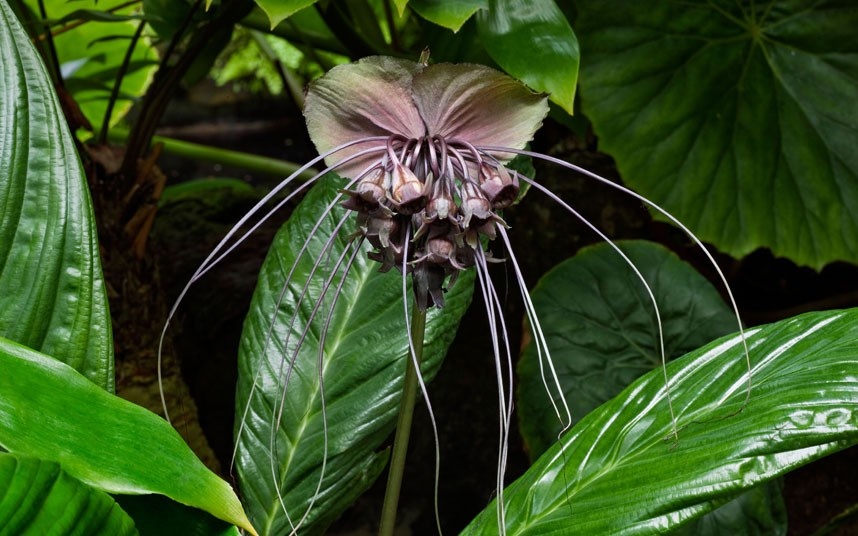 Nhung loai cay ma quai nhat qua dat hinh anh