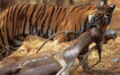 Nhung man san moi tan bao cua chua son lam hinh anh