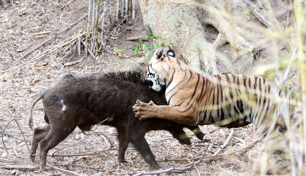 Ho an minh duoi vung nuoc, nhay len xe xac lon rung hinh anh