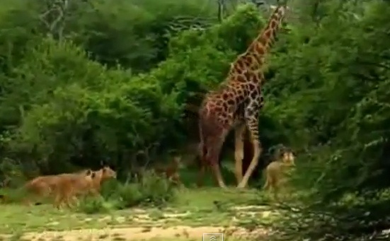 Su tu xe thit huou cao co bang cu ngoam troi giang hinh anh