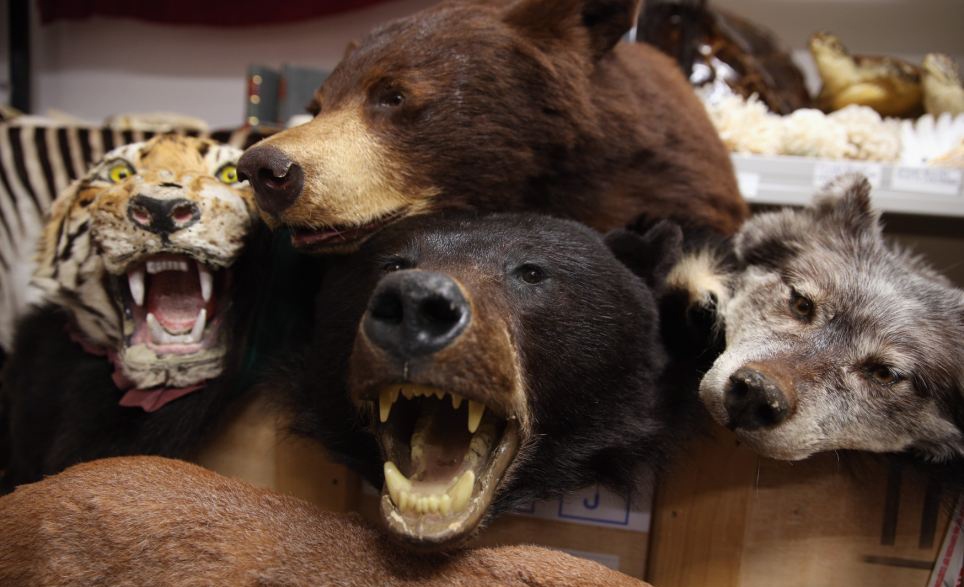 Muon ve 'hang cam' cua bon buon lau hinh anh