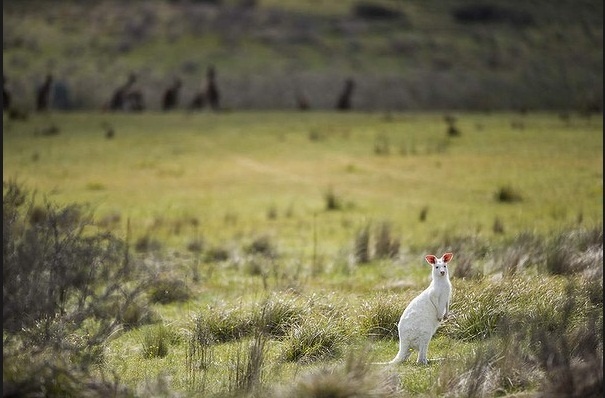 Chuot tui bach tang hiem thay o Australia hinh anh
