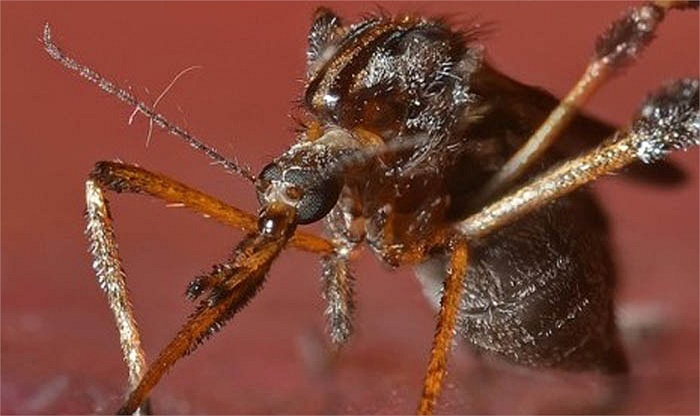 Loai muoi khong lo co cu chich mau thau xuong hinh anh