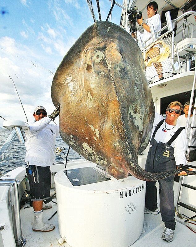 Bat 'quai vat dai duong' hon 360 kg hinh anh