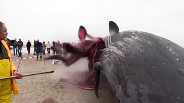 Nhung vu ca voi phat no gay soc hinh anh