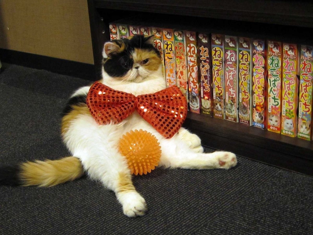 An trom tien de nuoi 120 con meo hinh anh