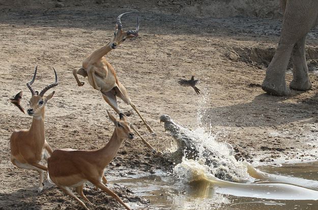 Linh duong suyt chet trong mieng sat thu dam lay hinh anh