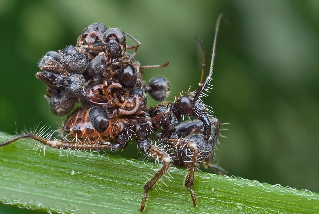 Nghe thuat nguy trang tai tinh cua sat thu bo rep hinh anh