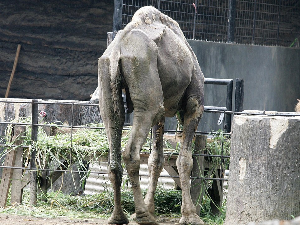 Vuon thu cua nhung con vat om doi hinh anh