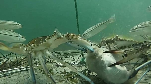 Cua, ca tranh nhau mieng moi duoi day dai duong hinh anh