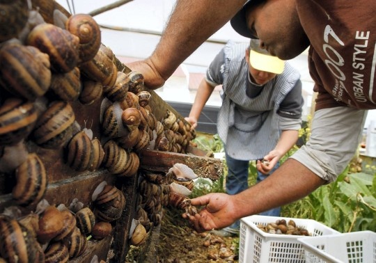 Noi nuoi mon dac san nhot nhat the gioi hinh anh