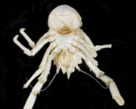 Loai tom hum mang ten Nelson Mandela hinh anh