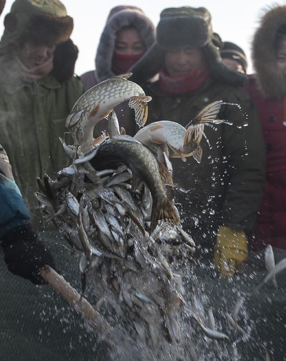 Bat ca trong bang hinh anh