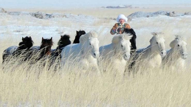 Hinh anh ngua phi tuyet dep tren thao nguyen Mong Co hinh anh