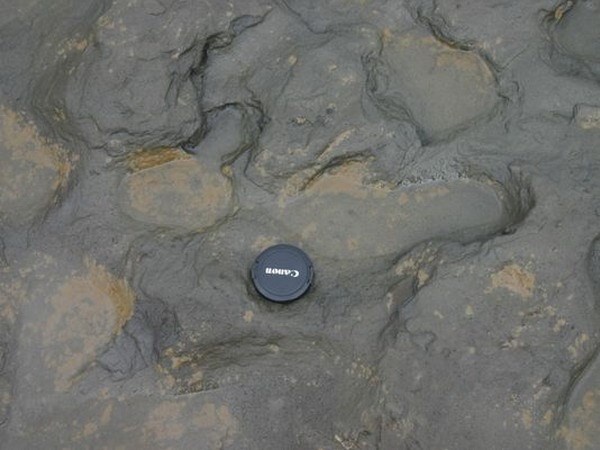 Tim thay vet chan nguoi song cach day 800.000 nam hinh anh