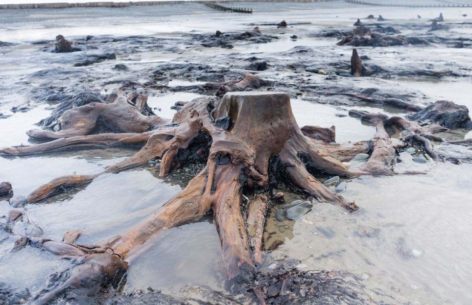 Tim thay cay soi 5.000 tuoi giua bo bien hinh anh