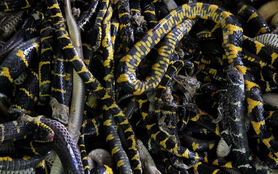 Ben trong lo lot da ran o Indonesia hinh anh