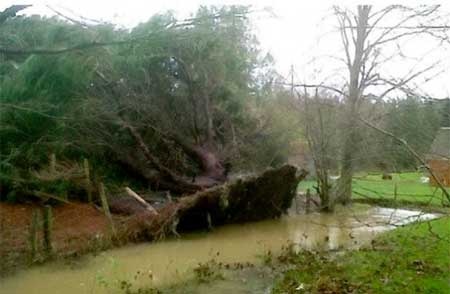 Bi an cay linh sam tu hoi sinh tu coi chet hinh anh