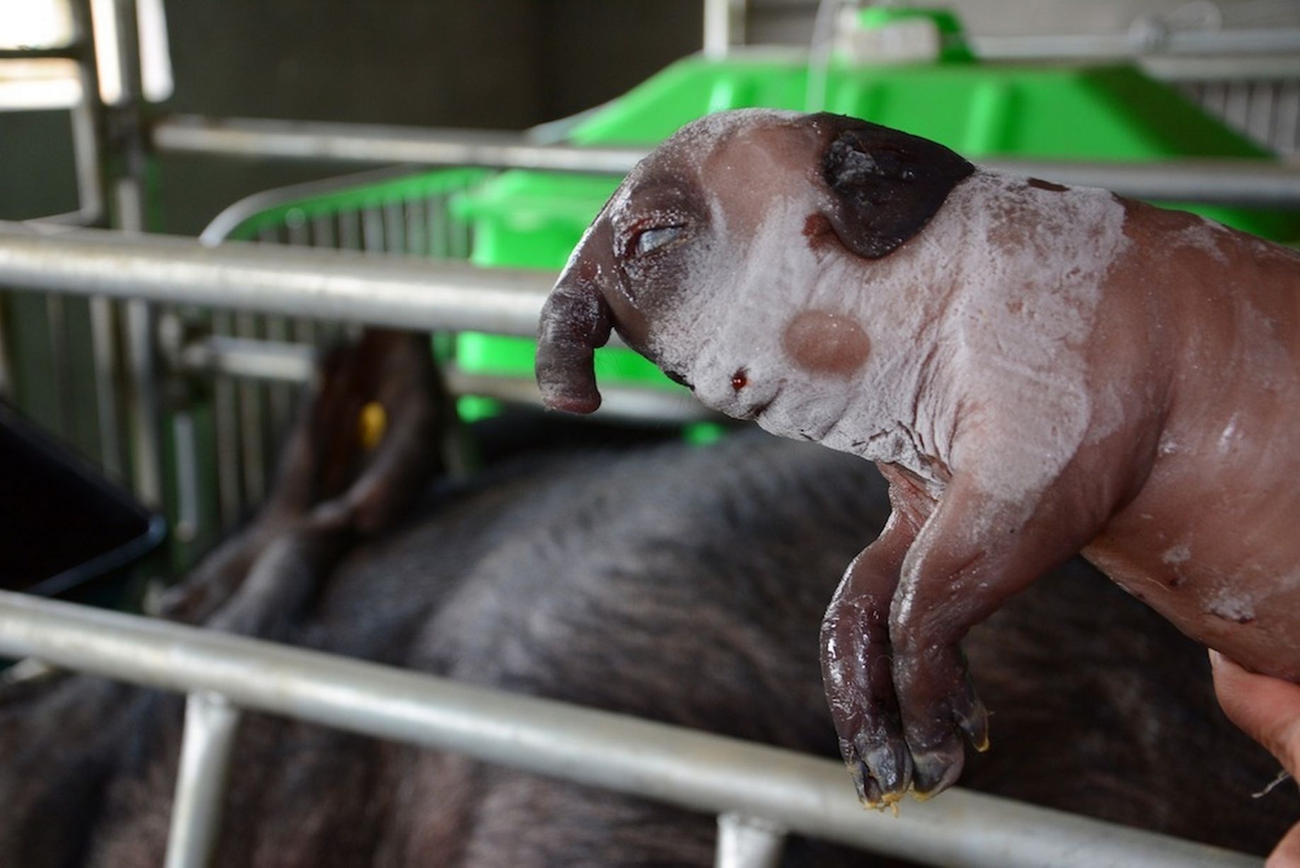 Lon co voi nhu voi hinh anh