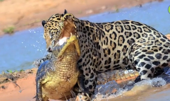 Bao boi qua song xe thit ca sau hinh anh