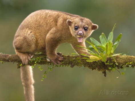 10 con vat quai di trong rung Amazon hinh anh