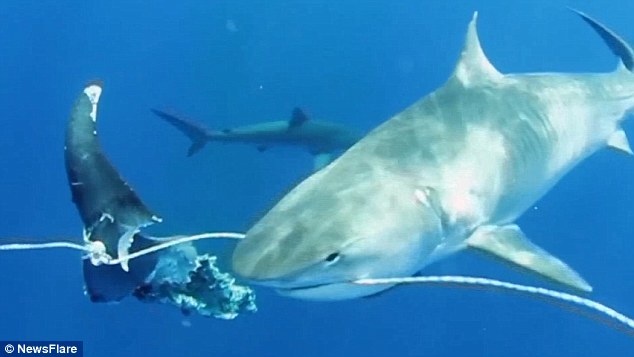 Bay ca map xe xac ca voi hinh anh