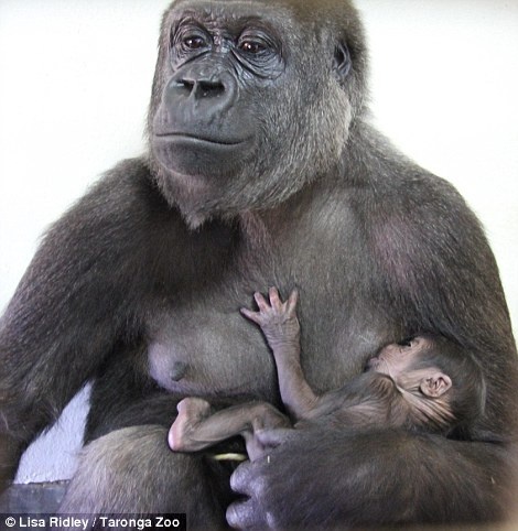 Khi dot nung con moi lot long hinh anh