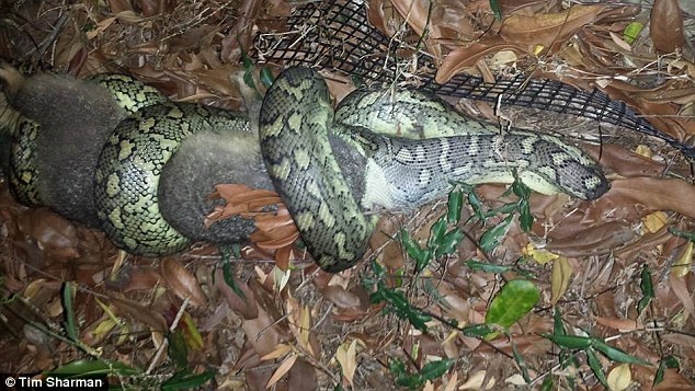 Ran bo cuoc vi chuot qua to hinh anh