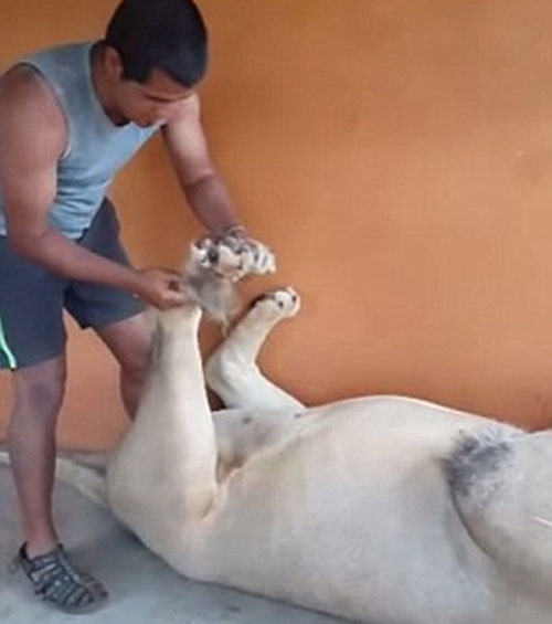 Su tu thich thu khi duoc mat xa chan hinh anh