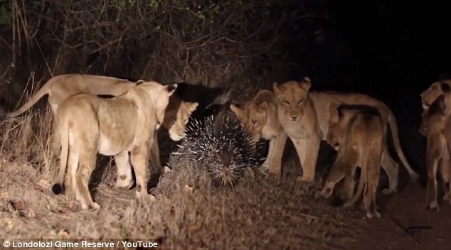 Nhim anh hung chong lai 17 con su tu hinh anh