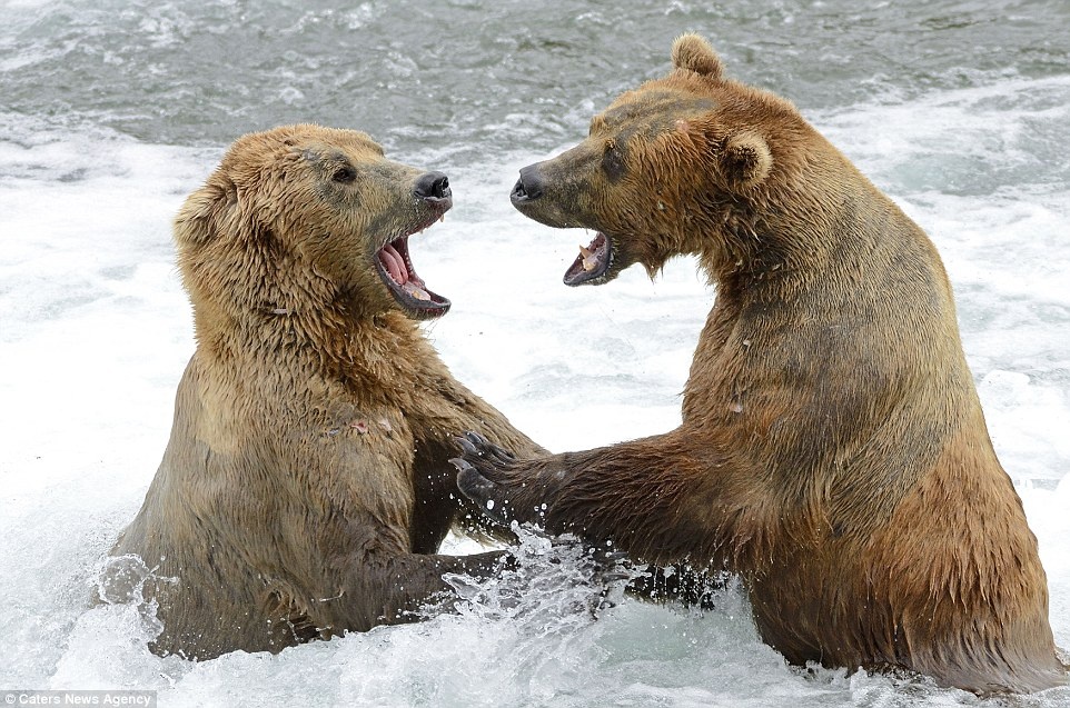 Hai con gau danh nhau vi ca hoi hinh anh