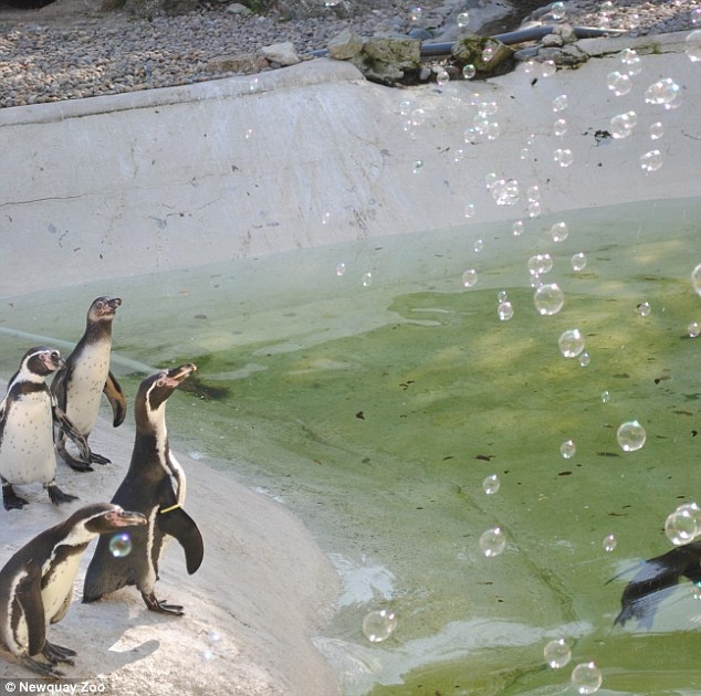 Chim canh cut dua nhau bat bong bong nuoc hinh anh