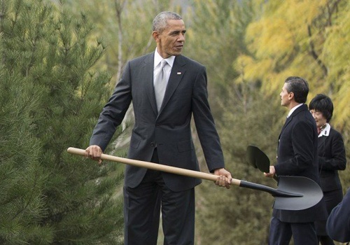 Obama trong cay o Bac Kinh hinh anh