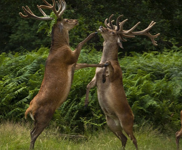 Man danh nhau nhu khieu vu cua huou hinh anh