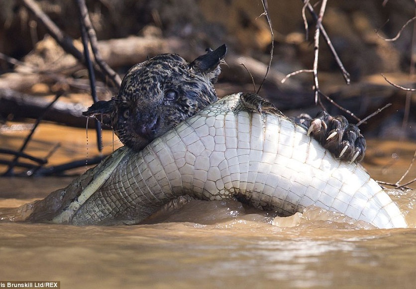 Bao doi tan cong ca sau ngay duoi nuoc hinh anh