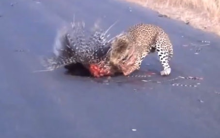 Bao diet nhim nho meo doc dao hinh anh