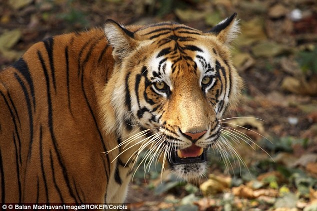 Ho khong rang cao nguoi den chet hinh anh